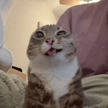 a cat sticking its tongue out while looking up