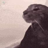 a close up of a seal with its mouth open looking at something .