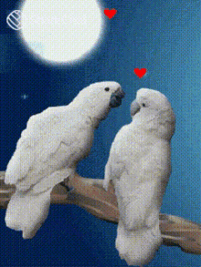 Kissing In Love GIF - Kissing In Love Parrots GIFs
