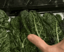 Massage Kale GIF - Massage Kale GIFs