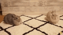 Rabbit Stretch GIF - Rabbit Stretch GIFs