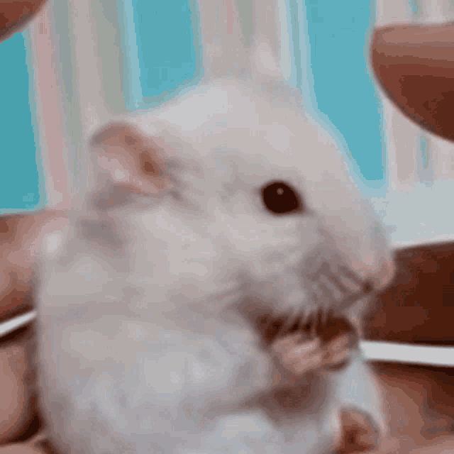 Hamster Mouse GIF Hamster Mouse Surprised Discover & Share GIFs