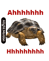 a picture of a turtle with the words alight motion on it