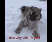 Tiger Discovery Wildlife Park GIF - Tiger Discovery Wildlife Park Stripes GIFs