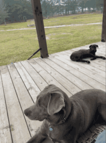 Kimber Dogs GIF - Kimber Dogs GIFs