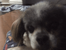 a close up of a dog 's face with a blurred background