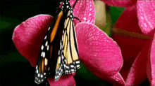 Spring Time Flowers GIF - Spring Time Flowers Butterfly GIFs