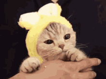 Surinoel Bunny Cat GIF - Surinoel Bunny Cat Cat Licking GIFs