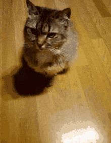 a cat sitting on a wooden floor looking up at the camera