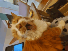 Cat Laughing GIF - Cat Laughing GIFs