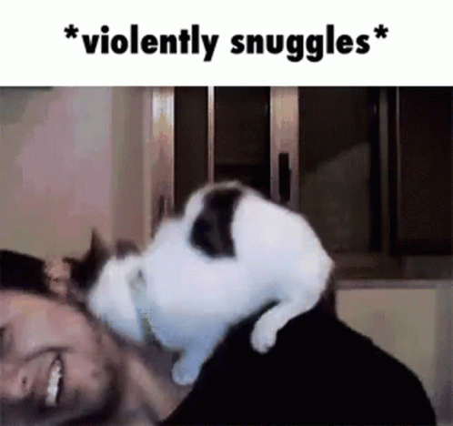 Snuggles Cat GIF - Snuggles Cat Meme GIFs