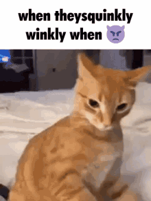 Cat Angry GIF - Cat Angry Squinkly GIFs