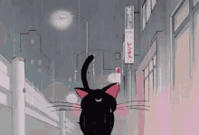 Confused Cat GIF