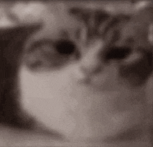 a close up of a cat 's face with black eyes and a blurry background .