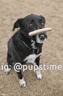 a black and white dog holding a hot dog in its mouth ..