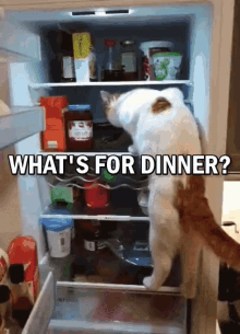 Whats For Dinner Cat GIF - Whats For Dinner Cat Refrigerator GIFs