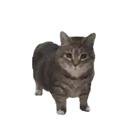 a cat is standing on its hind legs and looking at the camera on a white background