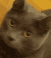 Cat Cat Winking GIF