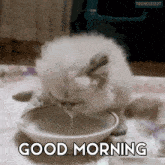 Good Morning Grumpy GIF - Good Morning Grumpy Cat GIFs