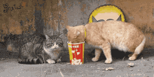 Funny Animals Cats GIF - Funny Animals Cats Popcorn GIFs