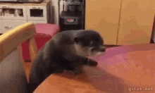 an otter is sitting on a table in a room .