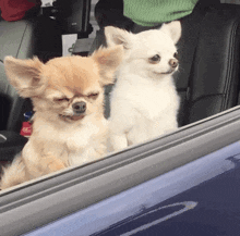 two small dogs are looking out of a car window with their eyes closed