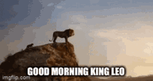 Kingleo Leo GIF - Kingleo Leo Hileo GIFs