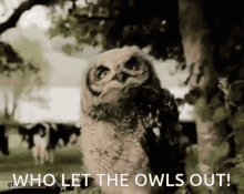 Who Let The Owls Out Who Let The Dogs Out GIF - Who Let The Owls Out Who Let The Dogs Out GIFs