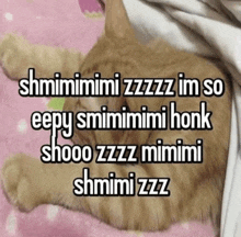 Eepy Cat GIF - Eepy Cat GIFs