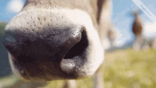 Cow Sniff GIF - Cow Sniff Nose GIFs