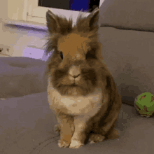 Rabbit Stare GIF - Rabbit Stare Bunny GIFs