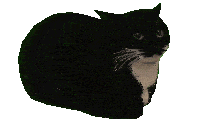 a black and white cat looks at the camera