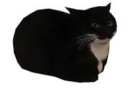 a black and white cat looks at the camera