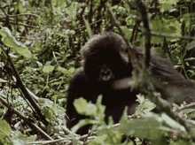 Looking Around Dian Fossey Narrates Her Life With Gorillas In This Vintage Footage GIF - Looking Around Dian Fossey Narrates Her Life With Gorillas In This Vintage Footage World Gorilla Day GIFs