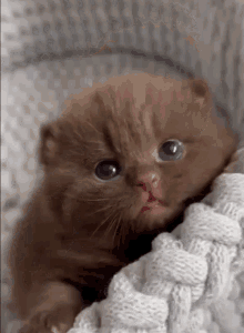 Cat Gif Little Brown Kitten GIF - Cat Gif Little Brown Kitten GIFs