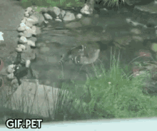 Gif Pet Raccoon GIF - Gif Pet Raccoon Spinning GIFs