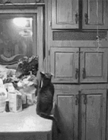Birthday Cat Brought For You Balloons GIF - Happy Birthday Cat Jump GIFs