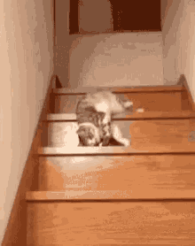 Cat Fall GIF - Cat Fall Stairs GIFs
