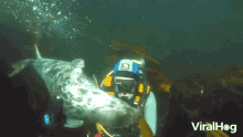 Snorkeling Scuba Diving GIF - Snorkeling Scuba Diving Under The Sea GIFs