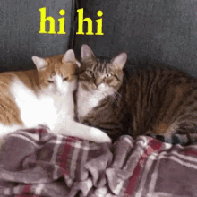 Hi Hello GIF - Hi Hello Cats GIFs