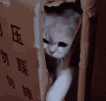 Meow Cat GIF - Meow Cat Kitty GIFs