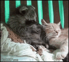 Sorry Racoon GIF - Sorry Racoon Cat GIFs
