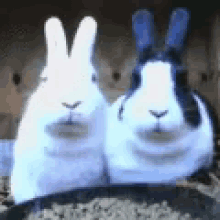 animals rabbit cute funny happy