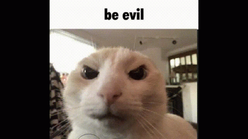 evil cat gif tumblr