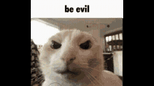 Cat Be Evil GIF - Cat Be Evil Be Nice GIFs