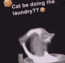 Cat Laundry GIF - Cat Laundry Cat Doing Laundry GIFs