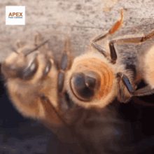 Bee Hive Removal GIF - Bee Hive Removal GIFs