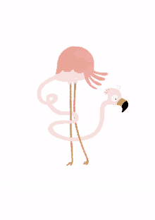 animals flamingo