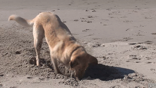 why does a dog bury a bone
