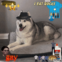 a picture of a dog with the words i eat rocks